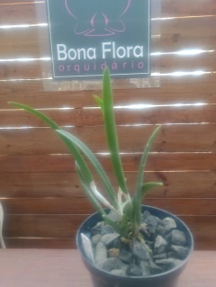 Rcv. Jimminey Cricket 'Super Bug' HCCAOS na internet