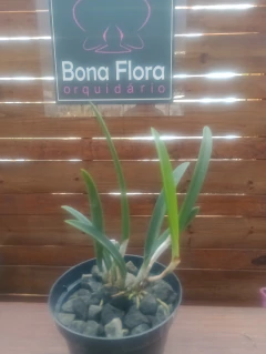 Rcv. Jimminey Cricket 'Super Bug' HCCAOS - Orquidário Bona Flora