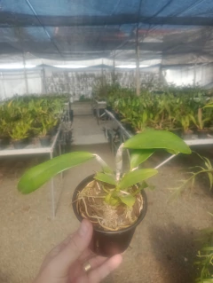 Lc. Mini Purple na internet