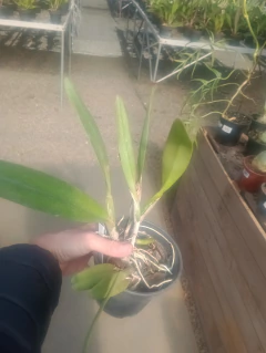 Eldorado venosa na internet