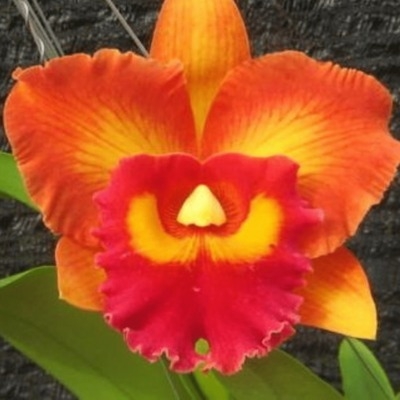 Blc. Nakornchaisri Delight