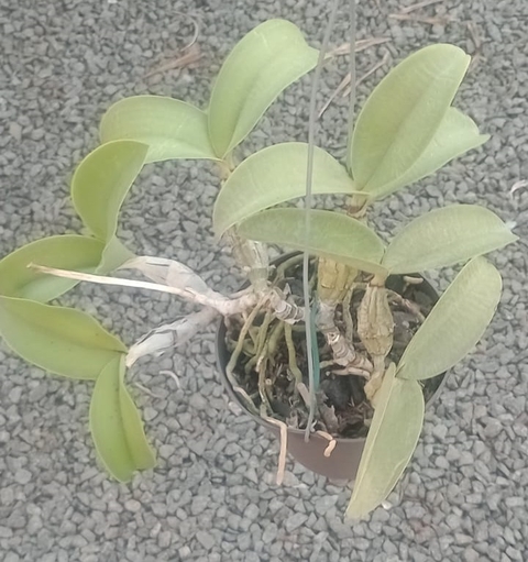 Nobilior 'Kauê' x 'Suzana'