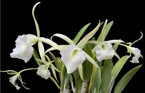 Rcv. Jimminey Cricket 'Super Bug' HCCAOS - comprar online