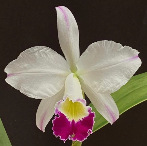 Cattleya jemannii semi alba x Cattleya eldorado - comprar online