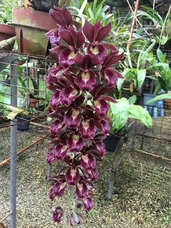 Clowesetum Mark Margolis - comprar online