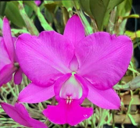 Walkeriana feiticeira