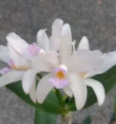 Amethystoglossa carnea - comprar online