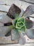 AEONIUM NOBILE POTE 11 - comprar online