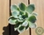 SUCULENTA GRAPTOVERIA FANTOME POTE 7 na internet