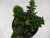 SUCULENTA SEDUM GOLDMANII POTE 11 - Paraíso das Suculentas I As mais lindas suculentas para sua coleção!