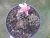 SUCULENTA ANACAMPSEROS BAESECKEI POTE 11 - comprar online