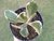 CRASSULA OVATA JADE VARIEGATA POTE 11 - Paraíso das Suculentas I As mais lindas suculentas para sua coleção!