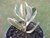CRASSULA OVATA JADE VARIEGATA POTE 11 na internet