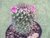 MAMMILLARIA HILDAGENSIS POTE 11 - comprar online