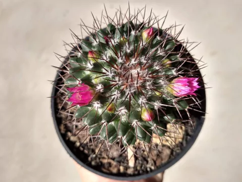 MAMMILLARIA HILDAGENSIS POTE 11