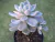 Imagem do ECHEVERIA ALBICANS VARIEGATA POTE 9