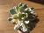ECHEVERIA ALBICANS VARIEGATA POTE 9 - comprar online