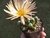 SUCULENTA FENESTRARIA AURANTHIACA "DEDO DE ET" POTE 7 - comprar online