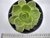 ECHEVERIA AGAVOIDES GILVA POTE 11 na internet