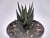 HAWORTHIA COARCTATA VAR. GREENII POTE 11