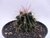 FEROCACTUS POTSIICE POTE 11 - comprar online