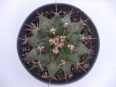 HELOCACTUS MATUDAE POTE 11