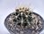 HAMATOCACTUS SINUOSUS POTE 11 - comprar online