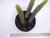 EUPHORBIA BAIOENSIS POTE 11 na internet