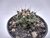 FEROCACTUS STAINESII POTE 11 - comprar online
