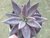 SUCULENTA ECHEVERIA HUMILIS POTE 11 - comprar online