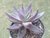 SUCULENTA ECHEVERIA HUMILIS POTE 11