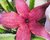STAPELIA HIRSUTA FLOR VERMELHA "CACTO ESTRELA" POTE 11