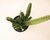 STAPELIA HIRSUTA FLOR VERMELHA "CACTO ESTRELA" POTE 11 - loja online