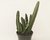 STAPELIA HIRSUTA FLOR VERMELHA "CACTO ESTRELA" POTE 11 - Paraíso das Suculentas I As mais lindas suculentas para sua coleção!