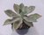 SUCULENTA GRAPTOVERIA DOUGLAS HUTH POTE 11 - comprar online