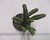 Imagem do STAPELIA HIRSUTA FLOR VERMELHA "CACTO ESTRELA" POTE 11