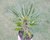 PACHYPODIUM LAMEREI "PALMEIRA DE MADAGASCAR" POTE 11 na internet