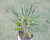 PACHYPODIUM LAMEREI "PALMEIRA DE MADAGASCAR" POTE 11 na internet