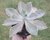 SUCULENTA GRAPTOVERIA DOUGLAS HUTH POTE 11