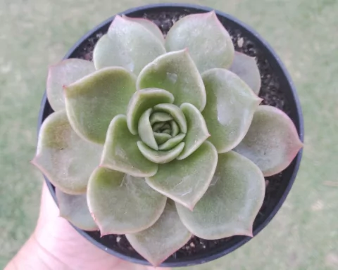 ECHEVERIA AGAVOIDES GILVA POTE 9