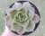 ECHEVERIA AGAVOIDES GILVA POTE 9