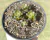 SUCULENTA ANACAMPSEROS BAESECKEI POTE 11