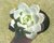 SUCULENTA GRAPTOVERIA TITUBANS POTE 11 na internet