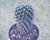 MAMMILLARIA HILDAGENSIS POTE 11 na internet