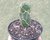 CÓD. 176C - OPUNTIA ZEBRINA "CASCAVEL" POTE 11