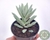 SUCULENTA SEDUM NICAEENSE POTE 7 na internet