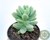 SUCULENTA SEDUM TRELEASEI POTE 7
