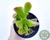 SUCULENTA CRASSULA OVATA GOLLUM "ORELHA DE SCHRECK" POTE 7 - comprar online