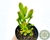 SUCULENTA CRASSULA OVATA GOLLUM "ORELHA DE SCHRECK" POTE 7