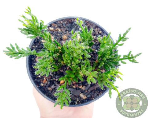 RHIPSALIS MESEMBRYANTHEMOIDES POTE 11 - comprar online